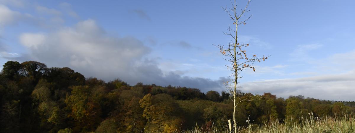 Young saplings at Brackfield Wood.  Photo by Michael Cooper