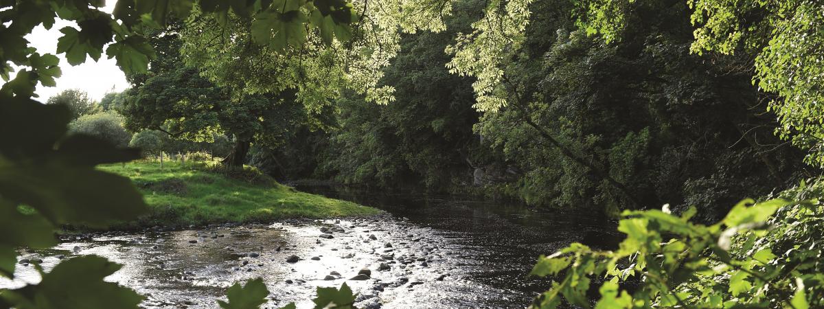 Oaks Wood by the banks of the River Faughan.  Photo by Michael Cooper Photography.