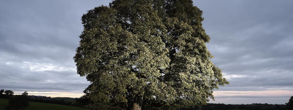 Blessed recognition for Northern Ireland’s finest trees Blessed recognition for Northern Ireland’s finest trees