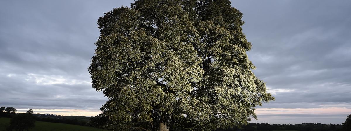 Blessed recognition for Northern Ireland’s finest trees