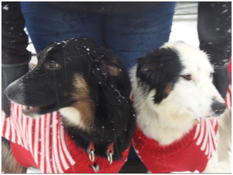 Rescue Pups in their New Home Celebrating Christmas Jumper Day one year on from being Rescued!