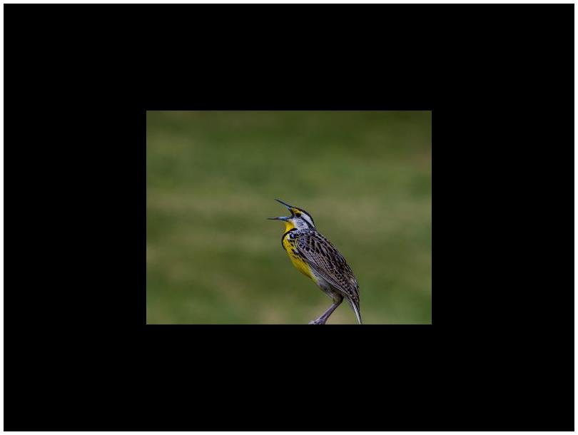 HearMe! Image of a bird