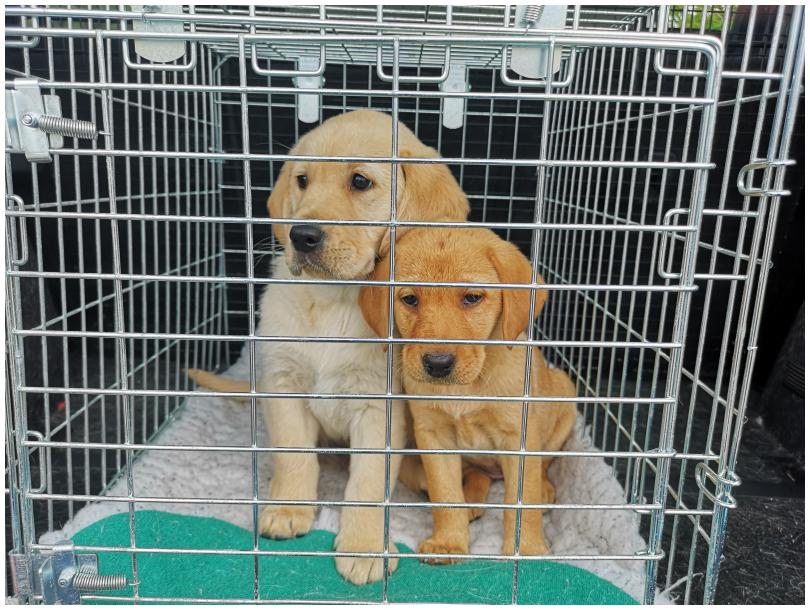 Guide Dog Puppies Chrri and Piper arriving from Scotland to the NI scheme