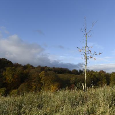 Young saplings at Brackfield Wood.  Photo by Michael Cooper