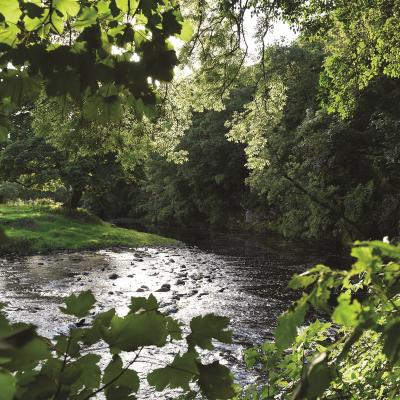 Oaks Wood by the banks of the River Faughan.  Photo by Michael Cooper Photography.