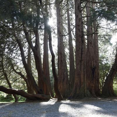 Giant redwood at Castlewellan Forest Park, Castlewellan