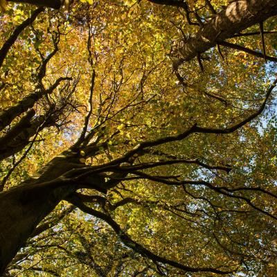 Royal Forestry Awards