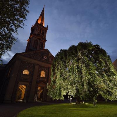 ‘Root’ for your favourite as Tree of the Year shortlist is revealed